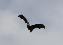 Pteropus niger