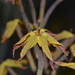 Franklandia fucifolia - Photo (c) Tim Hammer, algunos derechos reservados (CC BY), subido por Tim Hammer