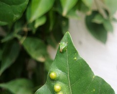 Cassida dorsovittata