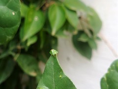 Cassida dorsovittata