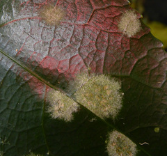 Cephaleuros lagerheimii