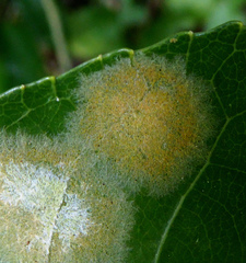 Cephaleuros lagerheimii