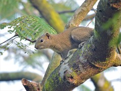 Callosciurus pygerythrus