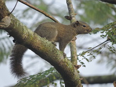 Callosciurus pygerythrus