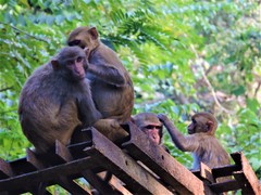 Macaca mulatta