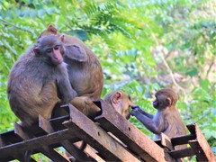Macaca mulatta