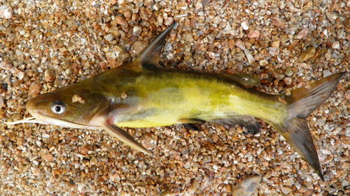 Korean Bullhead