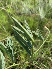 Ophrestia oblongifolia