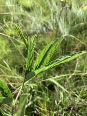 Ophrestia oblongifolia