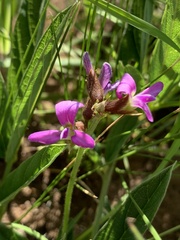 Ophrestia oblongifolia