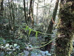 Dendrobium moniliforme