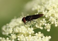 Chrysogaster solstitialis