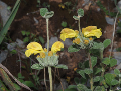 Phlomis lanata