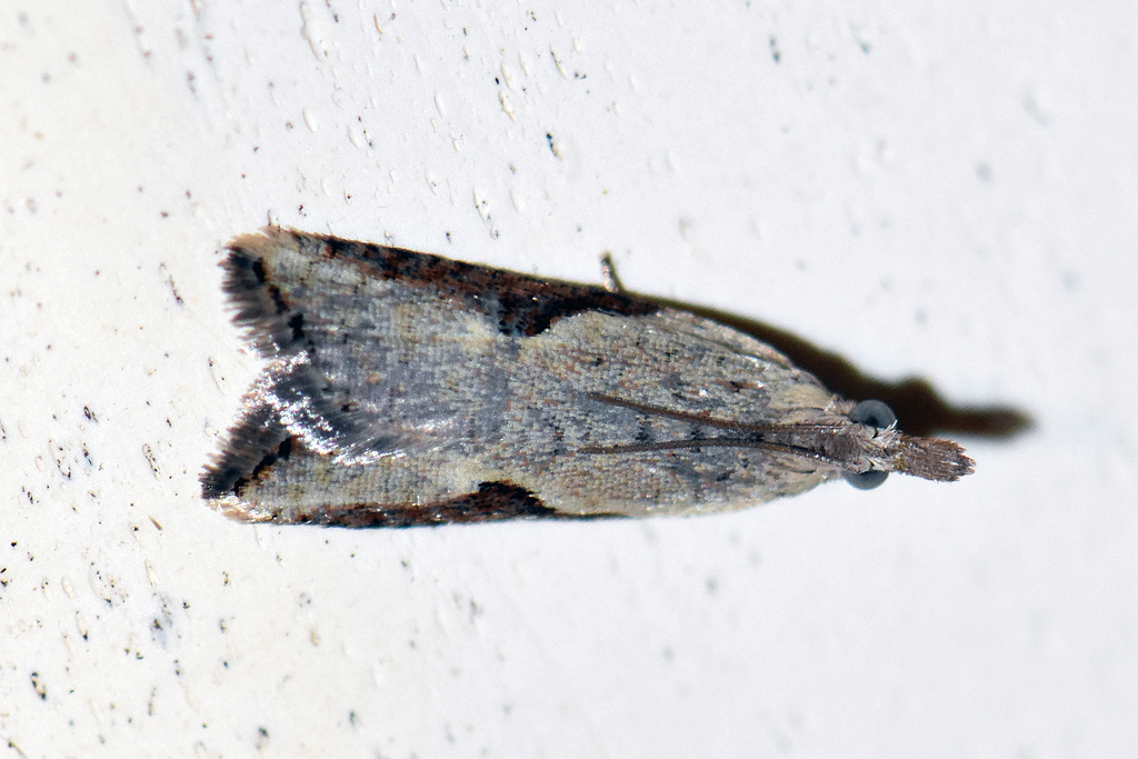 Parastranga