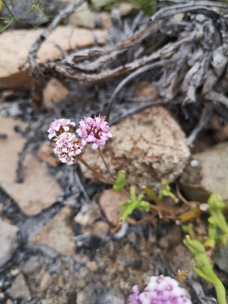 Polyachyrus annuus