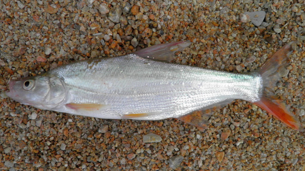 Mongolian Redfin