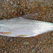 Mongolian Redfin - Photo (c) alexey_tat, some rights reserved (CC BY-SA)