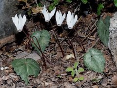 Cyclamen creticum