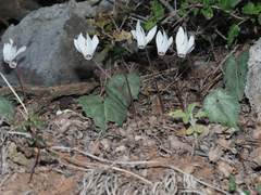 Cyclamen creticum