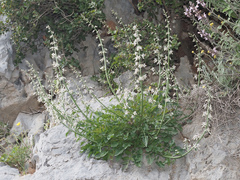 Petromarula pinnata