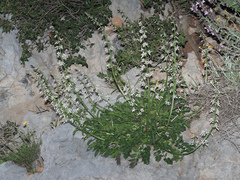 Petromarula pinnata