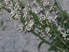 Petromarula pinnata