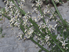Petromarula pinnata