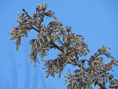 Petromarula pinnata