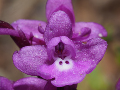 Orchis quadripunctata