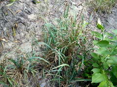 Anthoxanthum repens
