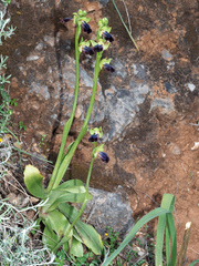 Ophrys fusca iricolor