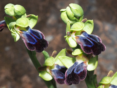 Ophrys fusca iricolor