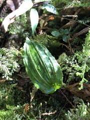 Collabium formosanum