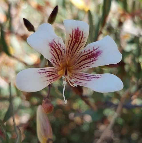 Marianthus bicolor (Marianthus bicolor)