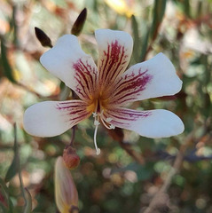Marianthus bicolor