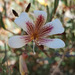 Marianthus bicolor - Photo (c) Timothy Hammer, some rights reserved (CC BY-NC), uploaded by Timothy Hammer