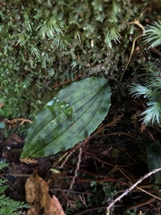 Collabium formosanum