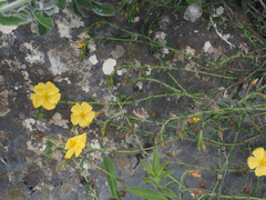Fumana arabica