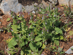 Salvia viridis