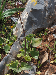 Valeriana asarifolia