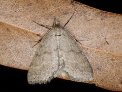 Chlenomorpha sciogramma