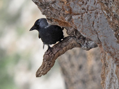 Corvus monedula soemmerringii