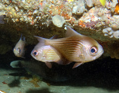 Pempheris multiradiata