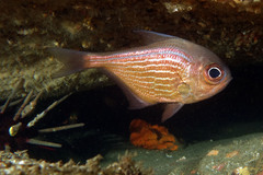 Pempheris multiradiata