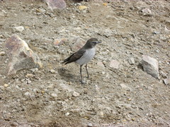 Muscisaxicola alpinus