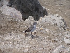 Muscisaxicola alpinus