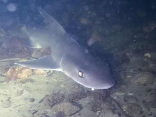 Dusky Smooth-hound photographed in Connecticut