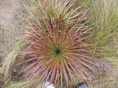 Puya clava-herculis