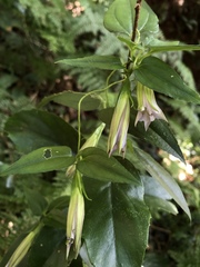 Tripterospermum lanceolatum