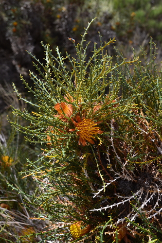 Prickly Dryandra (Banksia horrida)